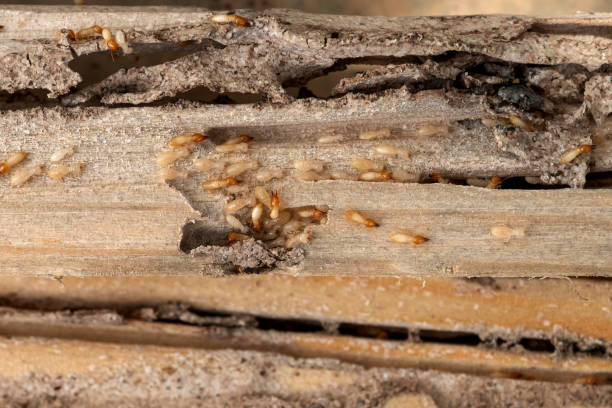 Best Local Pest Control Services  in Marcellus, MI